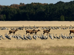 В окупації сьомий місяць. Як зараз живе заповідник «Асканія-Нова»