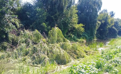 Золотоніська верба віджила свій вік