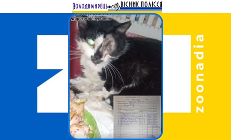 Зооактивісти Вараша шукають фінансової підтримки на лікування покаліченої тварини