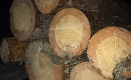 На Сарненщині незаконно рубали ліс — відкрили кримінальне провадження