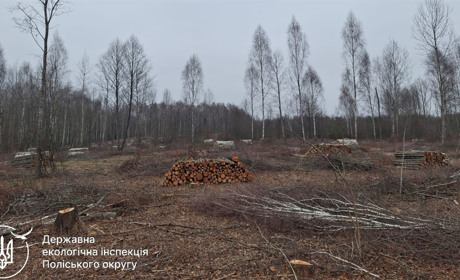 На Звягельщині виявили порубку дерев різних порід орієнтовною площею 35 га