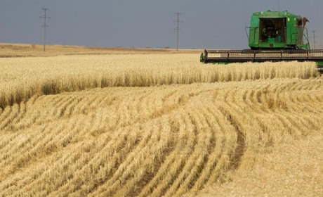 На Київщині аграрії завершили збір врожаю ранніх зернових культур: жнива йдуть за планом