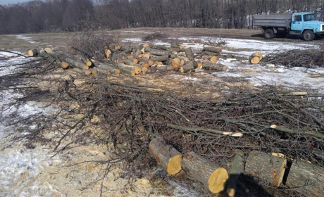 Неподалік Павлівки прикордонники затримали лісорубів на гарячому