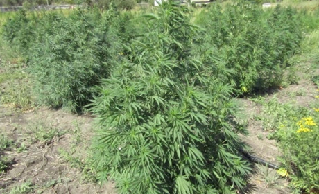 У Кривошиївці Сватівського району на закинутій садибі знайшли понад 3000 кущів конопель: подробиці