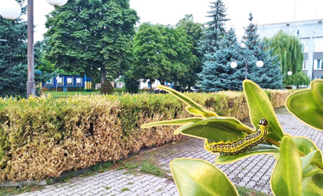 Самшитова вогнівка захоплює територію у Вараському районі