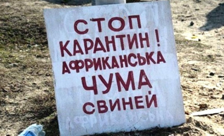 На території Ржищівської громади виявили африканську чуму свиней. Впроваджено карантин