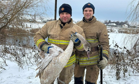 Лебедя на Житомирщині з крижаного полону визволяли рятувальники