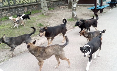 Вуличних собак простерилізують