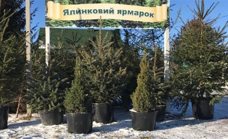 Де купити ялинку у Тростянці у 2024 році і скільки вона коштує?