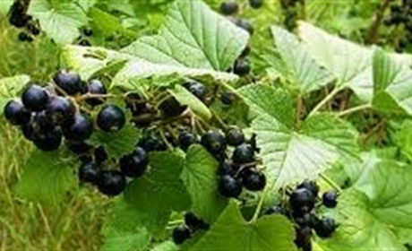 Чарівне листя смородини