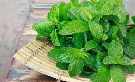 Їстівні рослини у природі