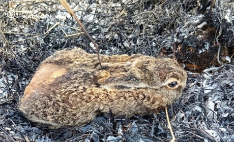 "Любителі дивитись, як воно горить": половина пожеж на Звягельщині через підпали трави