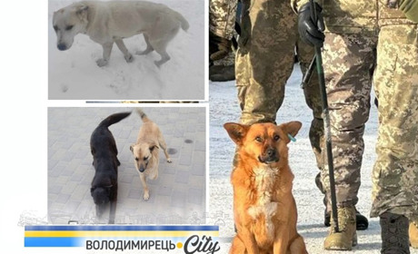 У Володимирці труять собак і котів - чи справді це так і у чому проблема? Шукаємо відповідей