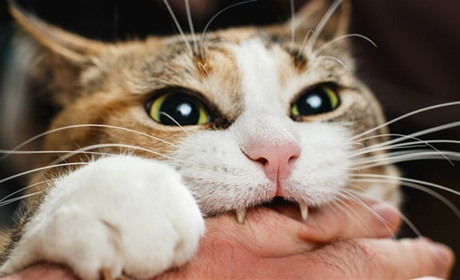 На Звягельщині підтверджено ще один випадок сказу у домашнього кота