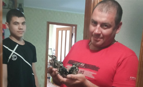 Диво в дровах: як у Балті пташенят дятла рятували