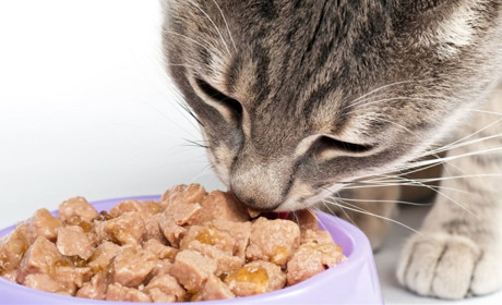 Правильный подбор корма - залог здоровья домашнего питомца