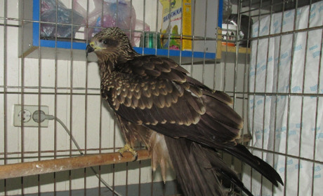 Спасенный коршун соседствует с собакой и кошкой и на аппетит не жалуется