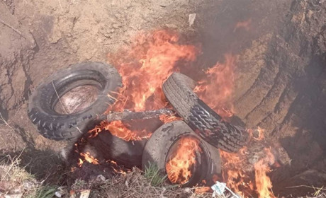 Трупи свиней виявили на сміттєзвалищі в Шевченківській громаді: причини загибелі тварин