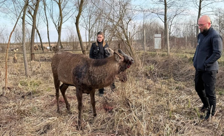Наїхала та втекла: в якому стані відомий олень Борис після ДТП