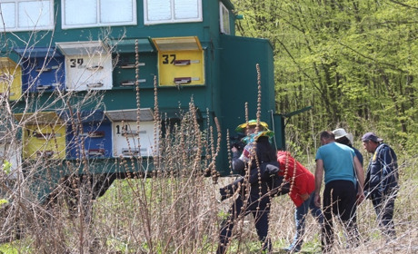 До 8 квітня пасічники Городоцької громади можуть безкоштовно здати аналізи бджіл
