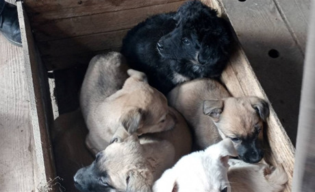 У Звягелі обабіч дороги знайшли сім цуценят, закритих цвяхами у ящику