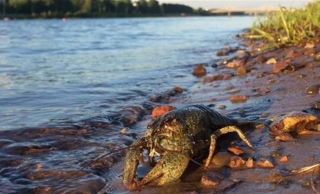 Від початку жовтня на водоймах Полтавщини можна ловити раків