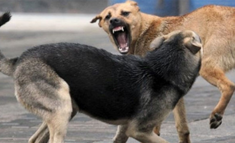 На Переяславщині голодні собаки загризли козу