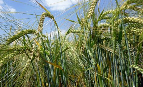 Як підготувати насіння ярих культур під сівбу 