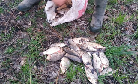 «Екологічні мародери» на Білопільщині завдали понад півмільйона гривень збитків державі