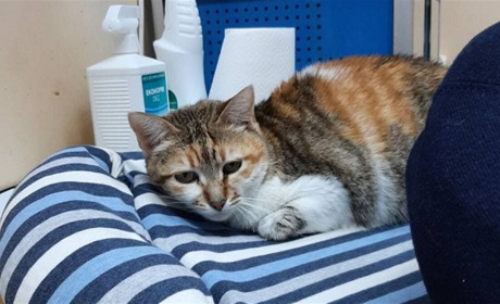 У клітках та кошиках: в Южному ветеринарна клініка опікується чотирилапими безхатьками (ФОТО)