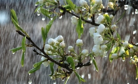 У понеділок на Сумщину прийдуть дощі та грози: прогноз погоди від синоптиків