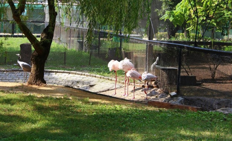 Окупанти знову вивезли до Криму та РФ тварин із заповідника "Асканія-Нова"