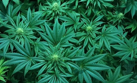 Правоохранителям помогают в работе неравнодушные граждане и «улётные» устройства