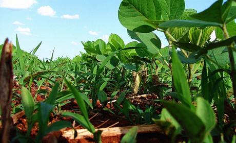 Як правильно обрати гербіцид для захисту рослин