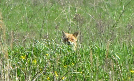 Мы их знаем хорошо по сказкам, но визитам плутовок в курятник не рады