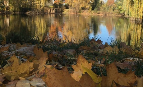 Опале листя – не сміття, а ресурс: чому не можна його спалювати і як використати правильно