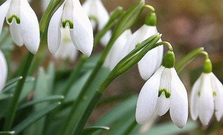 Якою буде погода на Білопільщині у перші весняні дні?