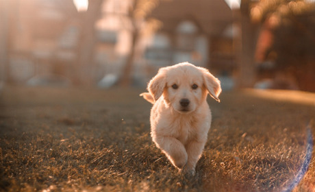 Royal Canin: правильное питание для собак