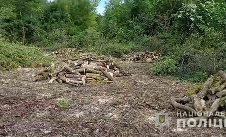 Замість аварійних дерев, вирубав удвічі більше звичайних і завдав збитків понад 400 тисяч гривень