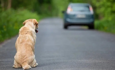 У Городку суд оштрафував водія, який збив собаку
