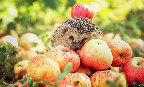 Как провести в Мелитополе и Мелитопольском районе выходные 22-23 сентября