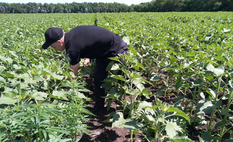 У Сватівському районі у полі поміж соняшником поліцейські знайшли 15 тисяч кущів конопель