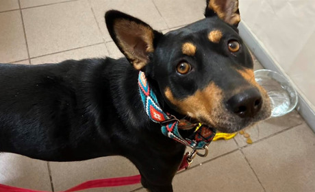 Поліція розшукує власників собаки, що покусав у Корюківці молоду дівчину та її кішку