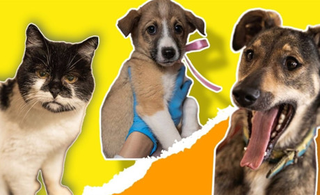 Чотирилапі шукають дім: підбірка тварин, яким потрібен господар у Жовтих Водах