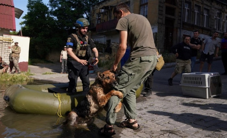 Вівчарка Багіра, яку врятували після підриву Каховської ГЕС, знайшла новий дім