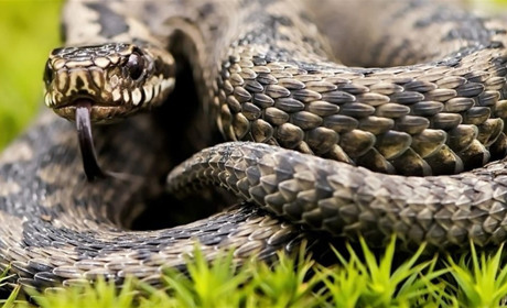 У Вараському районі дівчину під час збирання чорниці вкусила змія