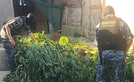Конопля в теплице и пистолет под кроватью грозят семью годами заключения