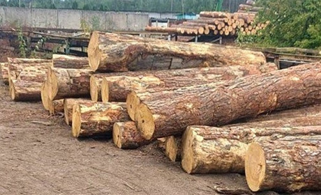 В іноземця на території Сарненського району вилучили майже 400 колод деревини