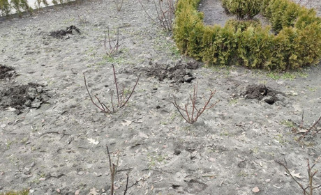 На одній з міських клумб невідомі вкрали 9 кущів дороговартісних троянд: чи знайдуть злодіїв