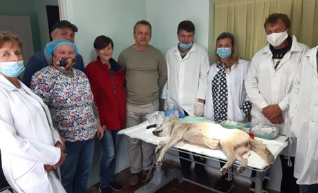 У Білопіллі відловлюють, стерилізують та чіпують безпритульних тварин